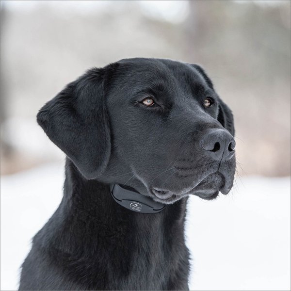 Show full view: SportDOG NoBark 10 Standard Waterproof Rechargeable Dog Bark Collar slide 7 of 10
