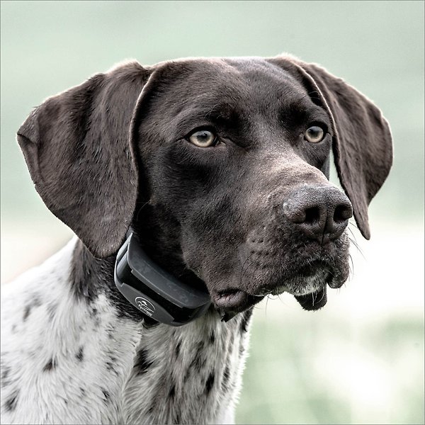 Show full view: SportDOG SportHunter 825X Remote Training Dog Collar slide 5 of 10