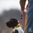 Show in main carousel: SportDOG UplandHunter 1875 Training Dog Collar slide 3 of 8