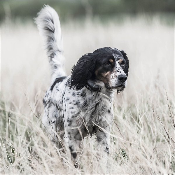 Show full view: SportDOG SportHunter 1825X Remote Training Dog Collar slide 5 of 9