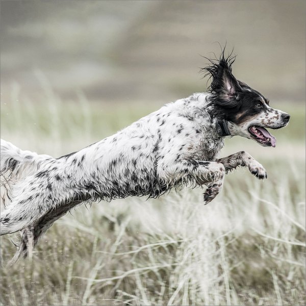 Show full view: SportDOG SportHunter 1825X Remote Training Dog Collar slide 7 of 9