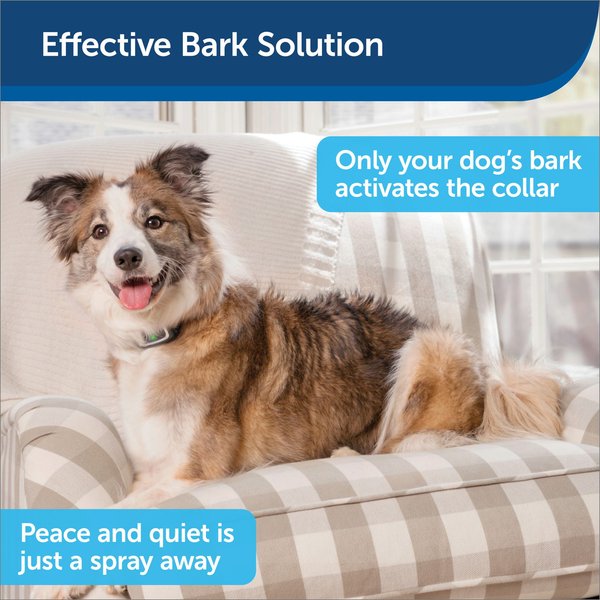 Show full view: PetSafe Rechargeable Spray Bark Control Dog Collar slide 3 of 8