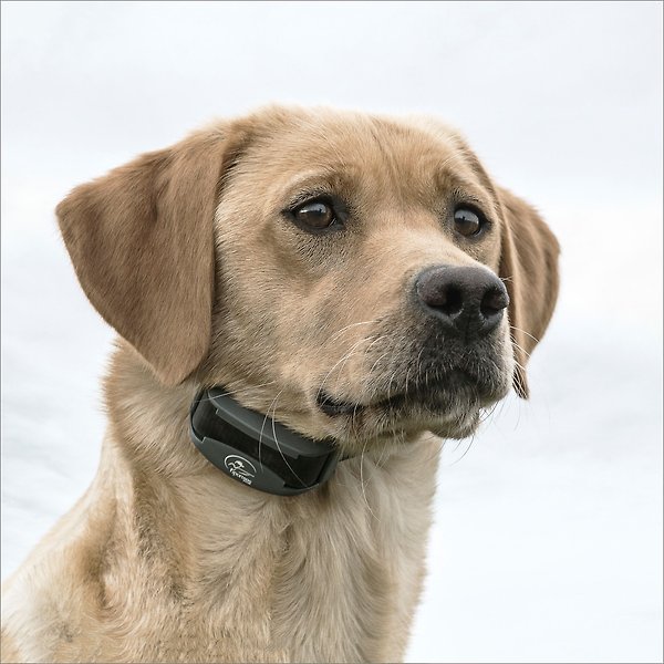 Show full view: SportDOG FieldTrainer 425X Remote Training Dog Collar slide 5 of 9