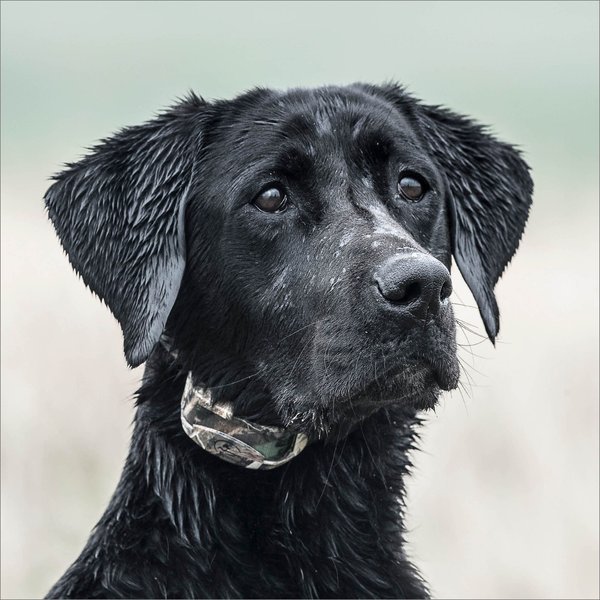 Show full view: SportDOG WetlandHunter 425X Remote Training Dog Collar slide 5 of 9