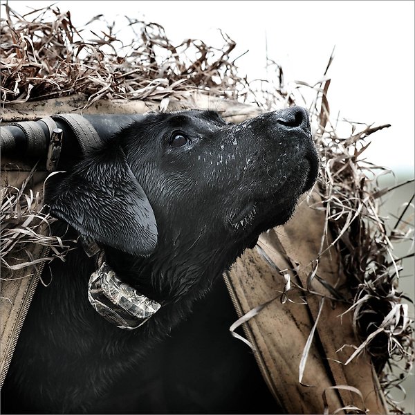 Show full view: SportDOG WetlandHunter 425X Remote Training Dog Collar slide 7 of 9