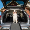 PetSafe Happy Ride Foldable Dog Car Ramp, 62-in