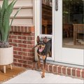 PetSafe Sliding Glass Dog & Cat Door, Medium
