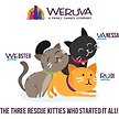 Show in main carousel: Weruva Cats in the Kitchen Meowiss Bueller Chicken & Lamb Pate Grain-Free Wet Cat Food, 3-oz pouch, case of 12 slide 6 of 10