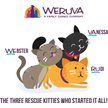 Show in main carousel: Weruva Cats in the Kitchen The Karate Kitty Beef & Salmon Pate Wet Cat Food, 3-oz pouch, case of 12 slide 6 of 10