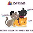 Show in main carousel: Weruva Cats in the Kitchen Kitchen Cuties Variety Pack Grain-Free Wet Cat Food, 3.2-oz can, case of 12 slide 6 of 11
