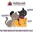 Show in main carousel: Weruva Slide N' Serve Jeopurrdy Licious Chicken Dinner Pate Grain-Free Wet Cat Food, 2.8-oz pouch, case of 12 slide 5 of 10