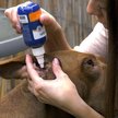 Show in main carousel: Vetericyn Plus Otic Rinse Cat Treatment, 90-ml bottle slide 3 of 5