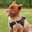 Show in main carousel: Frisco Small Breed Soft Vest Step In Back Clip Dog Harness, Black, 15 to 18-in chest slide 2 of 9