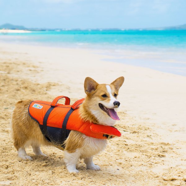 Show full view: Outward Hound Granby Splash Dog Life Jacket, Orange, Small slide 9 of 10