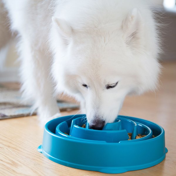 Show full view: Outward Hound Fun Slow Dog Feeder, Turquoise, 4-cup slide 5 of 7