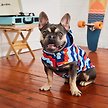 Show in main carousel: GF Pet Elasto-Fit Reversible Dog & Cat Raincoat, Navy, XX-Small slide 7 of 9