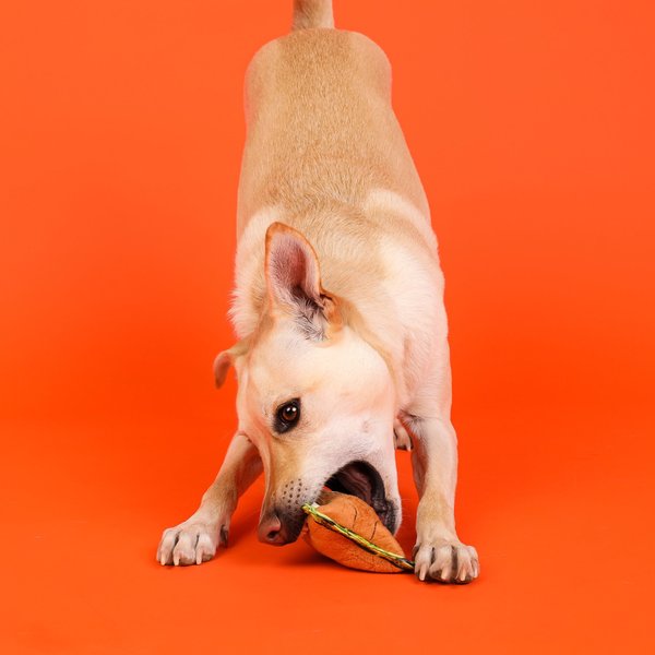 Show full view: Outward Hound Xtreme Seamz Lion Squeaky Plush Dog Toy slide 6 of 7