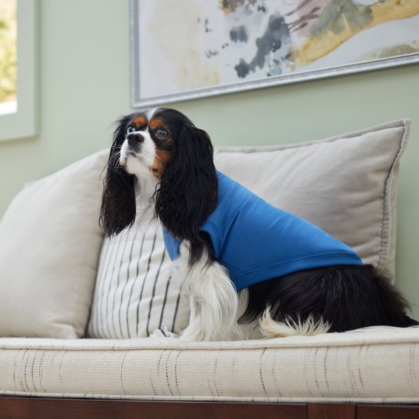Show full view: Frisco Basic Dog & Cat T-Shirt, Royal Blue, X-Large slide 5 of 9
