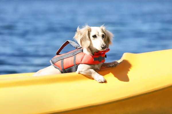 Show full view: Frisco Ripstop Dog Life Jacket, Orange, X-Small slide 8 of 12