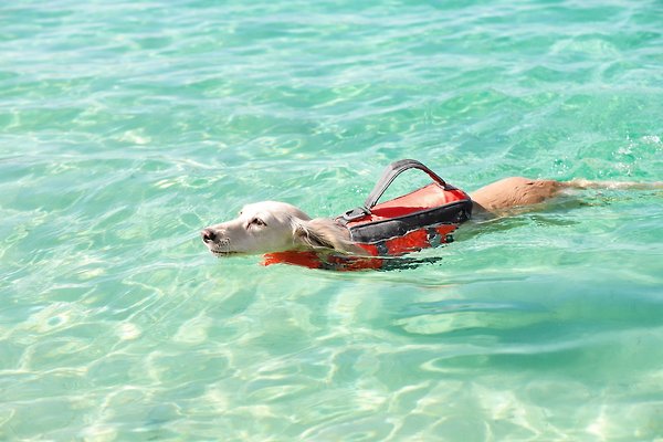 Show full view: Frisco Ripstop Dog Life Jacket, Orange, X-Small slide 9 of 12