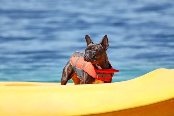 Show full view: Frisco Ripstop Dog Life Jacket, Orange, Small slide 8 of 12