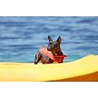 Show in main carousel: Frisco Ripstop Dog Life Jacket, Orange, Small slide 8 of 12