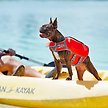 Show in main carousel: Frisco Neoprene Dog Life Jacket, Red, Small slide 8 of 12