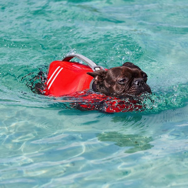 Show full view: Frisco Neoprene Dog Life Jacket, Red, Small slide 9 of 12