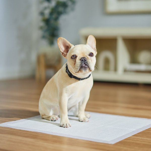 Show full view: Frisco Dog Training Pads, 21 x 21-in, Unscented, 100 count slide 6 of 9