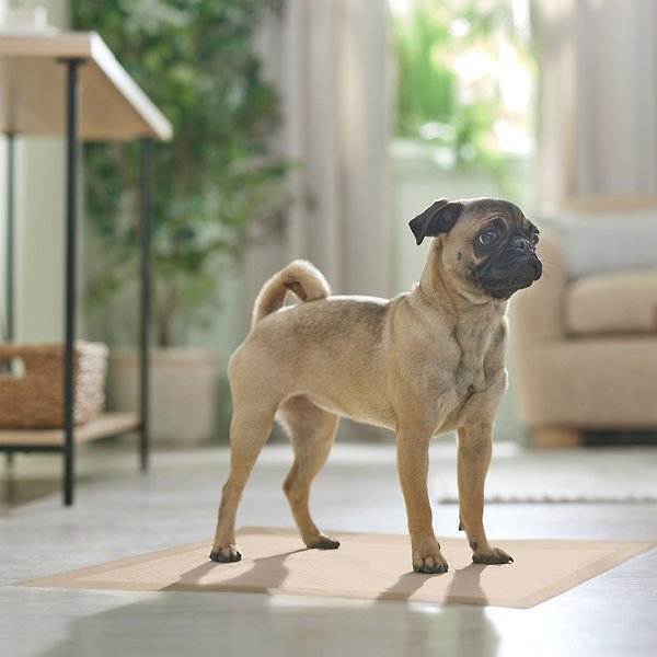 Show full view: Frisco Large Eco-Conscious Dog Training & Potty Pads, 22 x 23-in, Unscented, 150 count slide 7 of 10