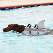 Show in main carousel: Frisco Shark Dog Life Jacket, Gray, Large slide 9 of 11