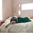 Show in main carousel: Frisco Dog & Cat Cozy Plush Fleece PJs, Green Plaid, XX-Large slide 5 of 6