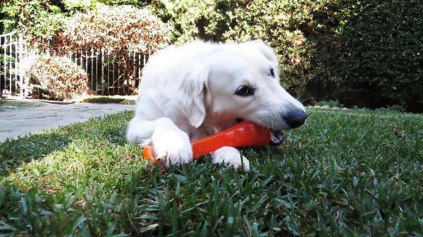Show full view: Bionic Urban Stick Treat Dispensing Dog Toy, Small slide 5 of 9