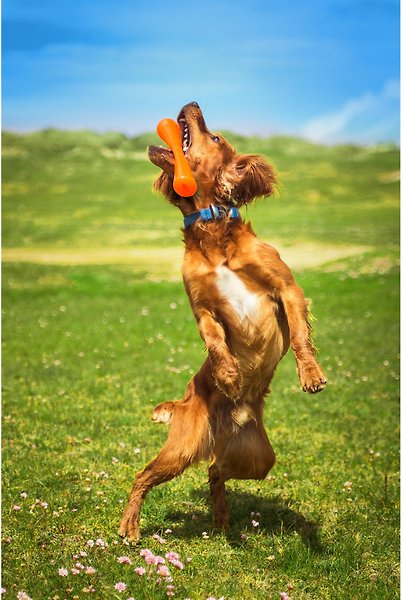 Show full view: Bionic Urban Stick Treat Dispensing Dog Toy, Large slide 8 of 10