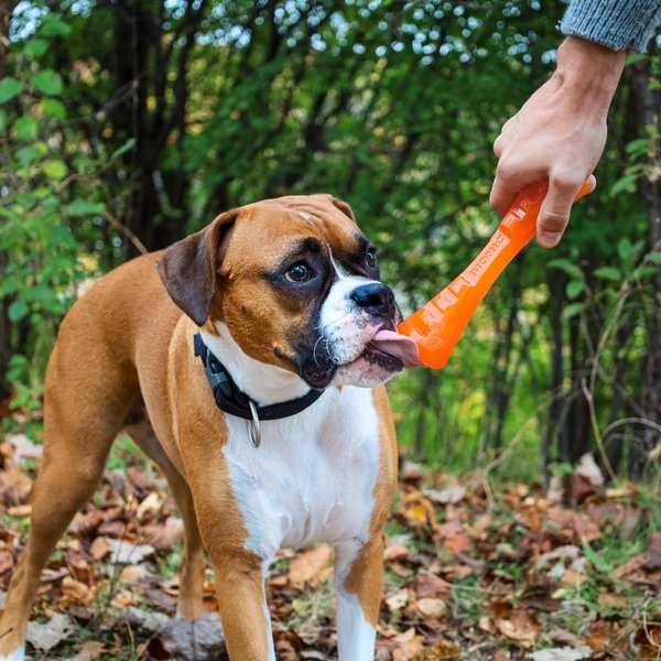 Show full view: Bionic Urban Stick Treat Dispensing Dog Toy, Large slide 9 of 10
