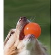 Show in main carousel: Bionic Ball Treat Dispensing Dog Toy, Medium slide 6 of 10