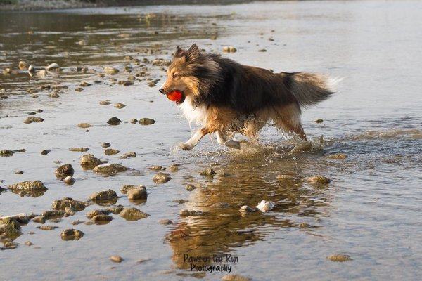 Show full view: Bionic Ball Treat Dispensing Dog Toy, Medium slide 7 of 10