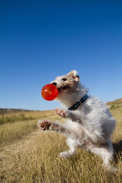 Show full view: Bionic Ball Treat Dispensing Dog Toy, Medium slide 8 of 10