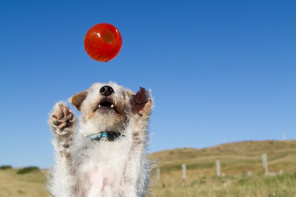 Show full view: Bionic Ball Treat Dispensing Dog Toy, Medium slide 9 of 10