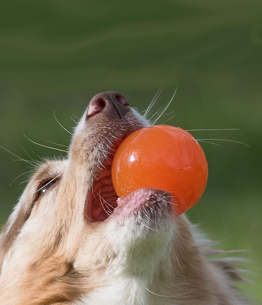 Show full view: Bionic Ball Treat Dispensing Dog Toy, Large slide 6 of 10