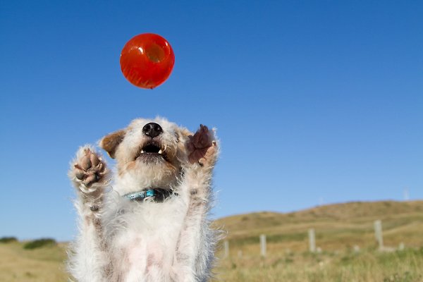 Show full view: Bionic Ball Treat Dispensing Dog Toy, Large slide 9 of 10