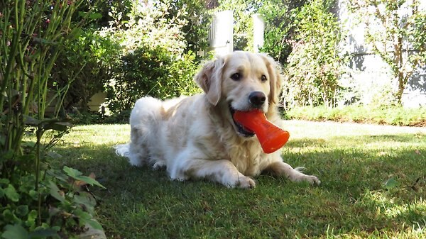 Show full view: Bionic Bone Treat Dispensing Dog Toy, Small slide 8 of 9