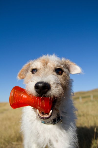 Show full view: Bionic Bone Treat Dispensing Dog Toy, Medium slide 6 of 9