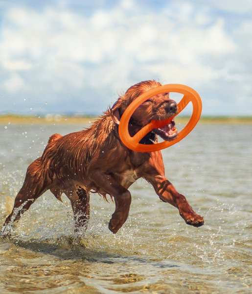 Show full view: Bionic Toss-N-Tug Dog Toy, Large slide 5 of 10