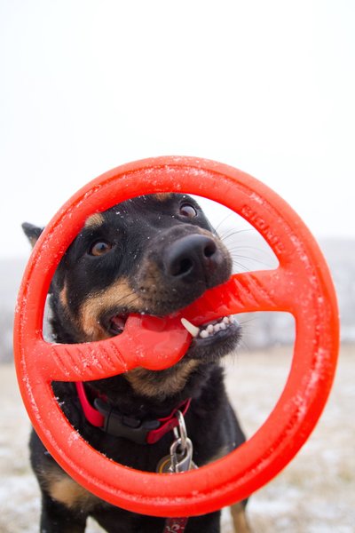 Show full view: Bionic Toss-N-Tug Dog Toy, Large slide 7 of 10