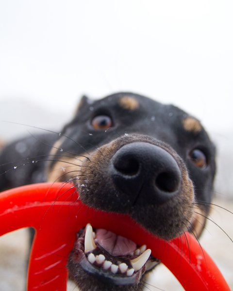 Show full view: Bionic Toss-N-Tug Dog Toy, Large slide 8 of 10