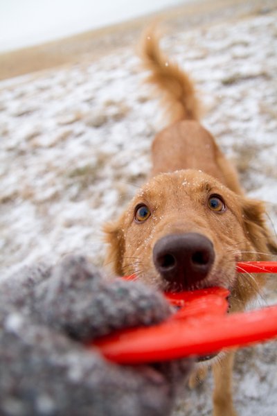 Show full view: Bionic Toss-N-Tug Dog Toy, Large slide 9 of 10
