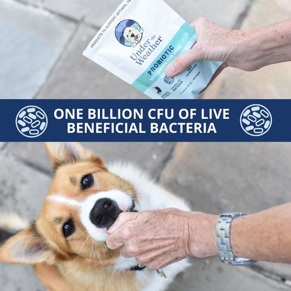 Show full view: Under the Weather Probiotic Soft Chews Dog Supplement, 60 count slide 6 of 9