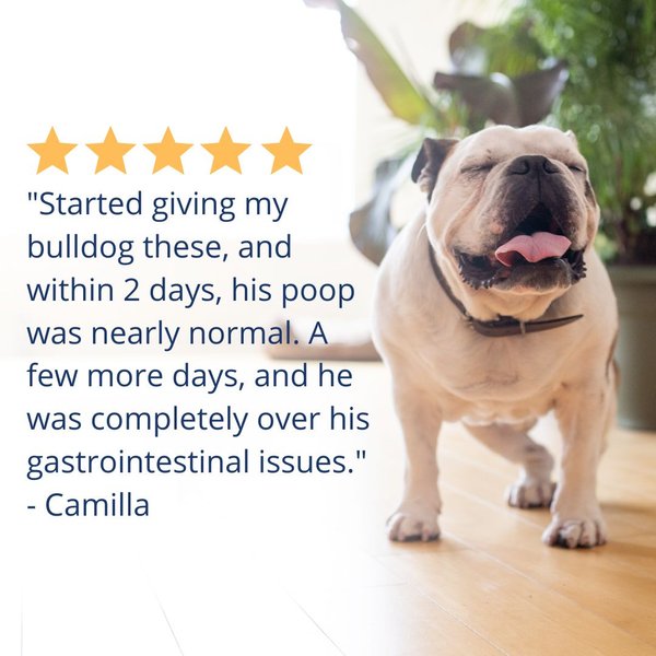 Show full view: Under the Weather Probiotic Soft Chews Dog Supplement, 60 count slide 7 of 9