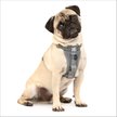 Show in main carousel: Kurgo Tru-Fit Enhanced Strength Crash Tested Smart Car Dog Harness, Charcoal, Small: 16 to 22-in chest slide 1 of 12